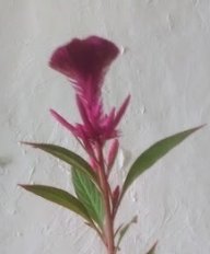 AleSamsa