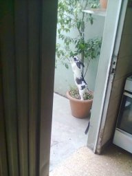 Elian7
