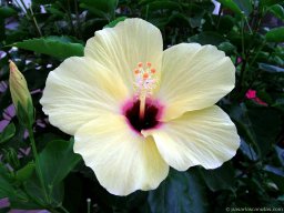 Hibisca