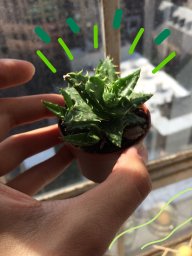 Agatha.Cactus