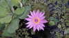 Gladys Perez R
