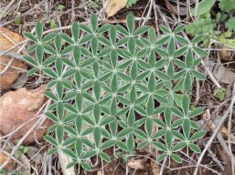 amomicactus