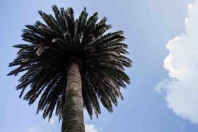 Proyectopalmera