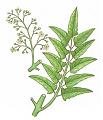 ailanta
