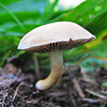 haschipu