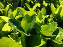 Eleagnus