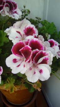 Amapola86