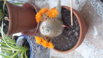 Cristinacactus