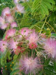Ruscoriaria