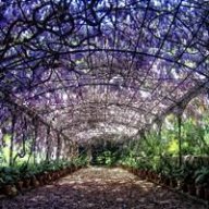 elbotanico