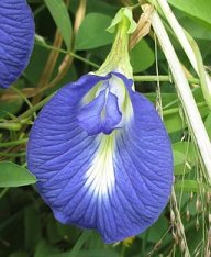 florescoruna