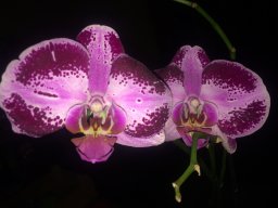 echeverria7693