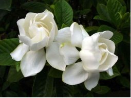 MariaFlower