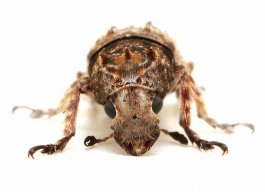 toxonotus