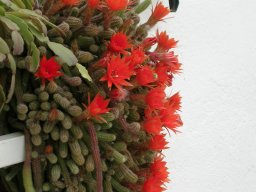 Javica