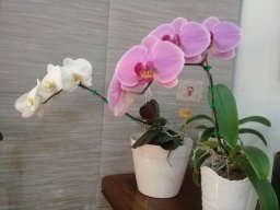 DaniaPa