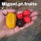 Miguel.PT