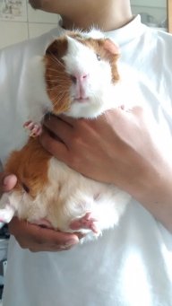 fernandodx
