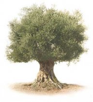 Lania