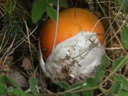 Marasmius