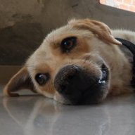 tavitux