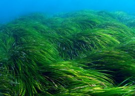 PoseidonPosidonia