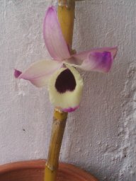 maiheto