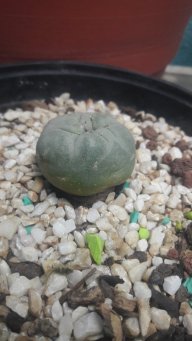 NOTARIA29