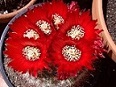 mp_cactus