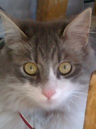 Hiji