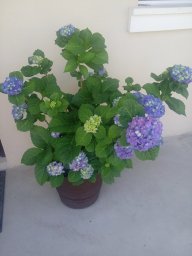 Ifigeniaflower