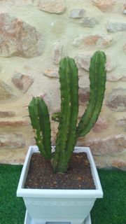 Socacris