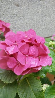 Soñadora