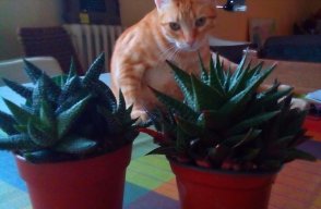 Gardenkiller