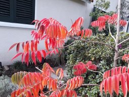 Ge.garden