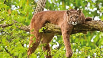 Puma8