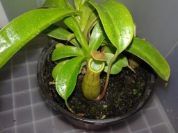 Andromedacosmica