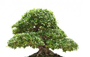 naturanoe