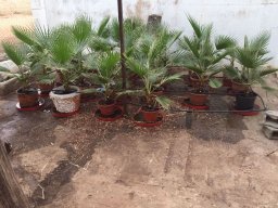 Limonetes93