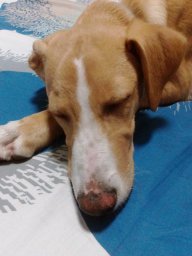 Fanny.AC
