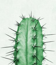 Cactuti