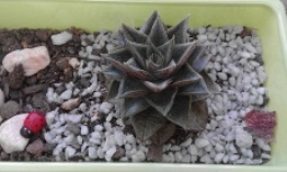 apollymi