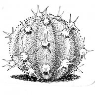 Lala Tinta