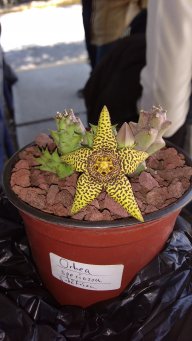 JuanFloresC
