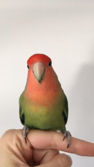 Moshi