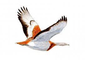 Avutarda Manchega