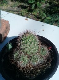 Mr. Cactacea