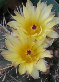 Flor_A1205
