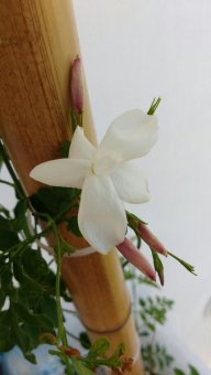 mancebito