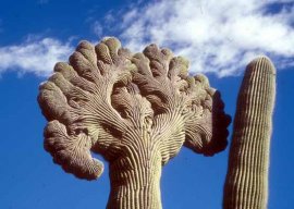 cactus_photos2000
